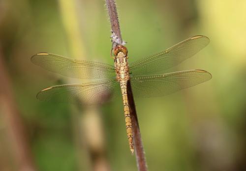Orthetrum angustiventre